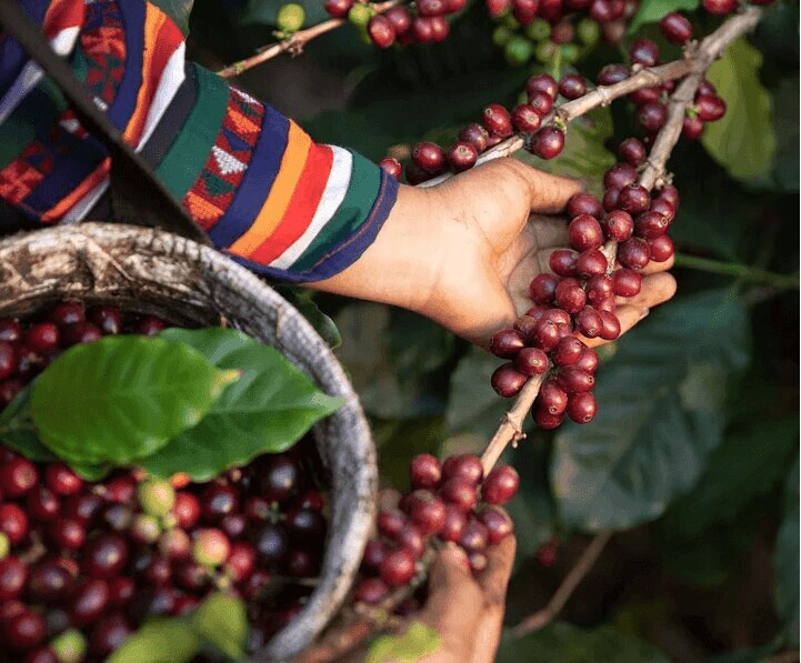 Granos de café en manos de un agricultor