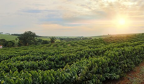 Campo de cafetales