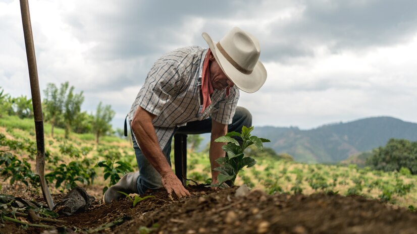 Caficultores trabajando la tierra