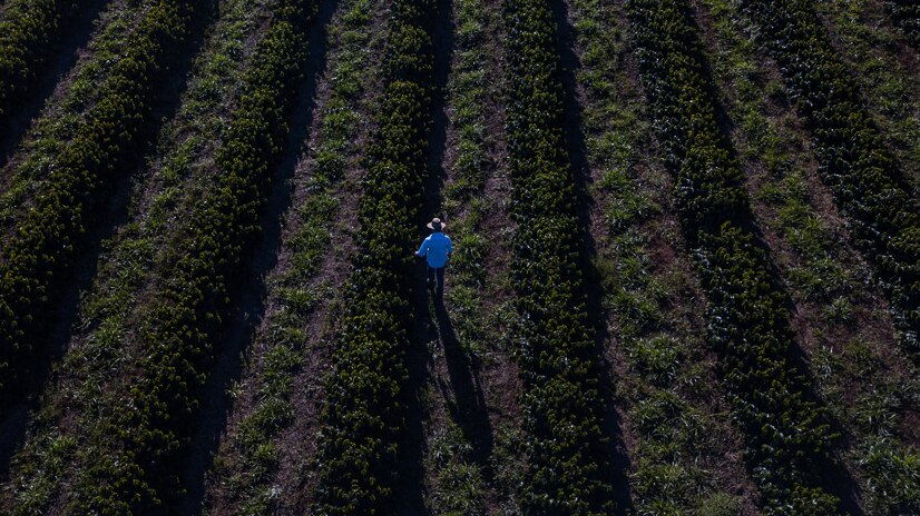 Caficultores trabajando la tierra