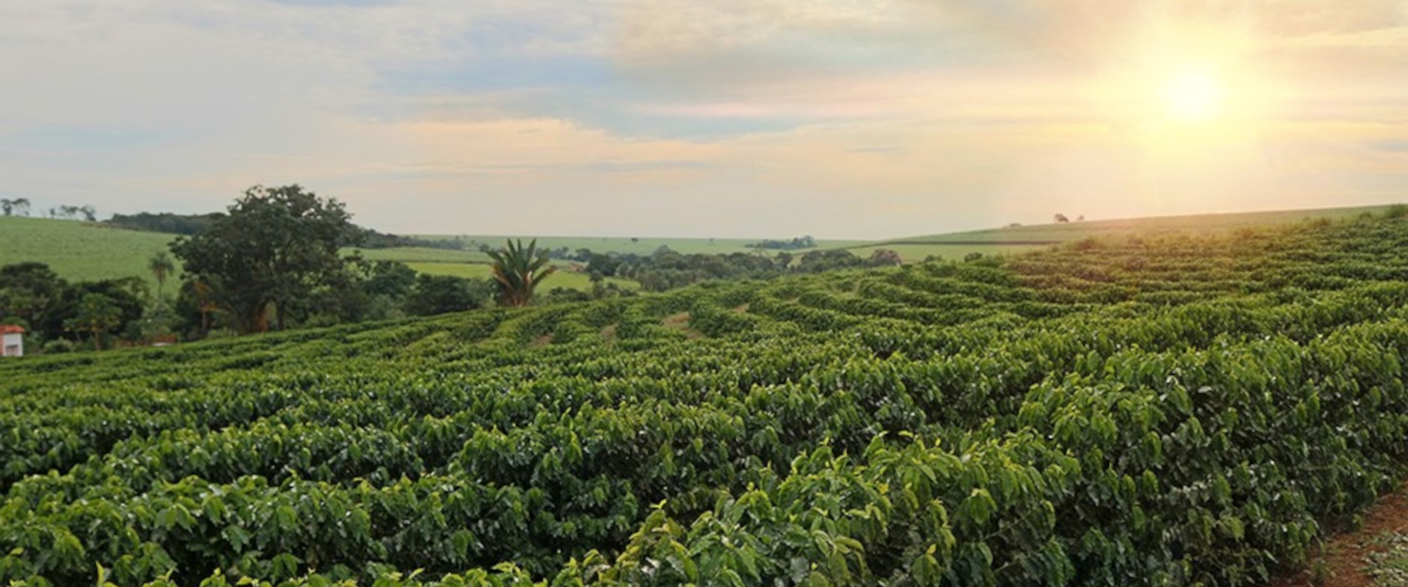 ¿Sabes cuál es el mejor clima para cultivar el café?