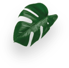 Lungo 16 Cápsulas decoration Image
